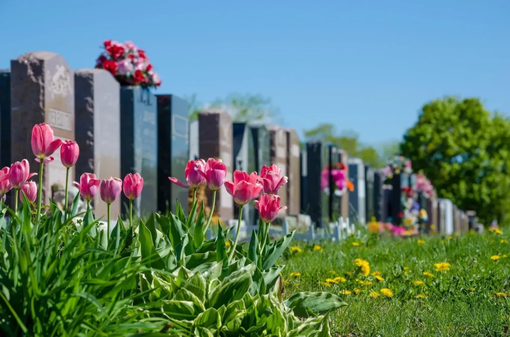 Tulipes roses fleurissant au pied des stèles d'un cimetière paysager.
